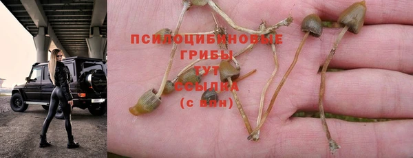 стаф Новозыбков